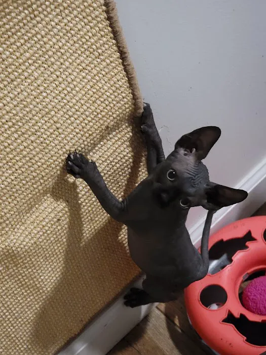 Duncan Sphynx Cattery Picture 9
