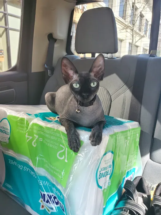 Duncan Sphynx Cattery Picture 4