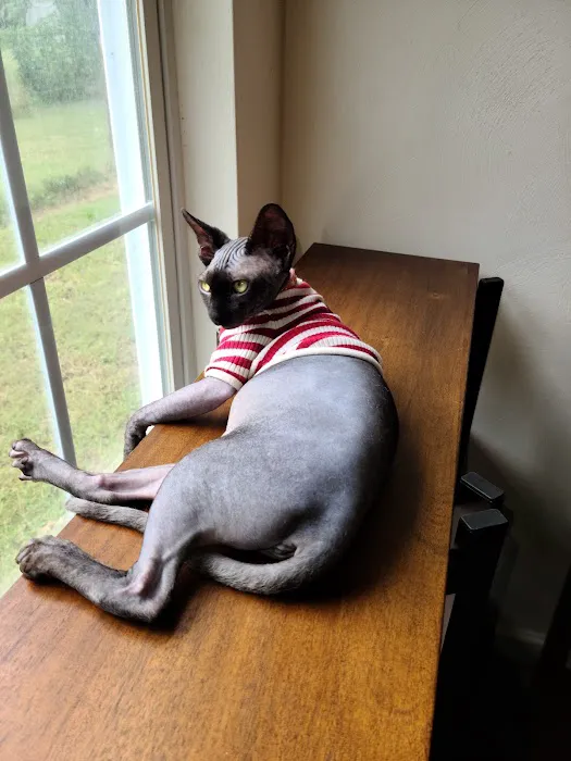 Duncan Sphynx Cattery Picture 3
