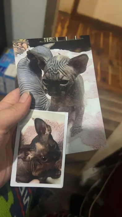 Duncan Sphynx Cattery Picture 8