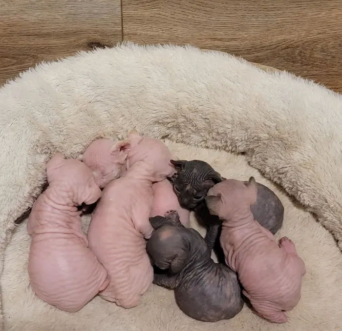Duncan Sphynx Cattery Picture 7