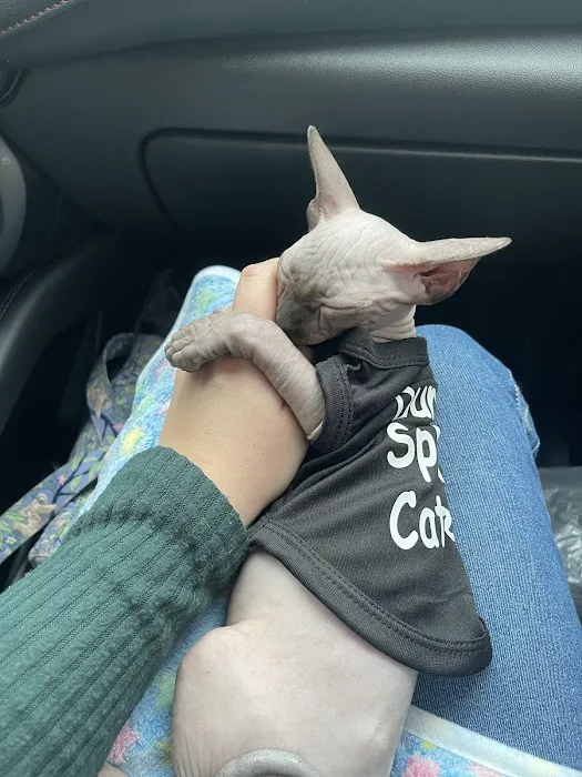 Duncan Sphynx Cattery Picture 6