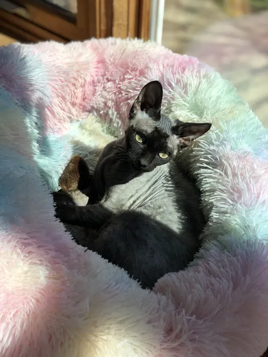 Duncan Sphynx Cattery Picture 5