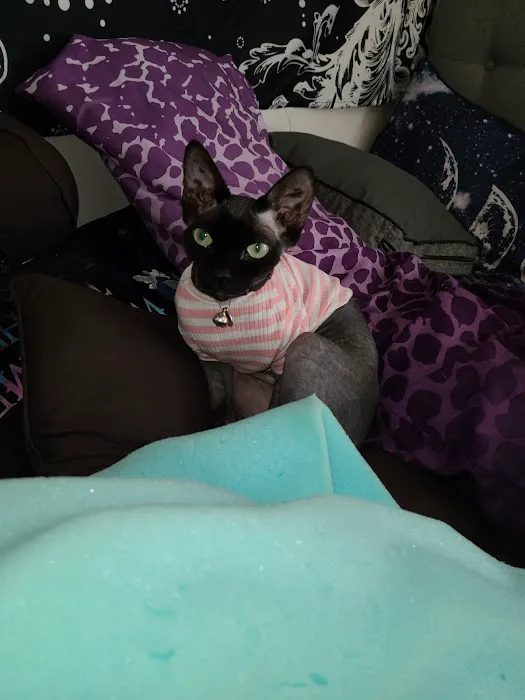 Duncan Sphynx Cattery Picture 1