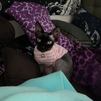 Duncan Sphynx Cattery ico