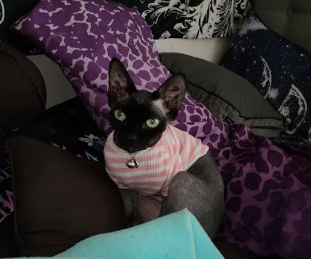 Duncan Sphynx Cattery