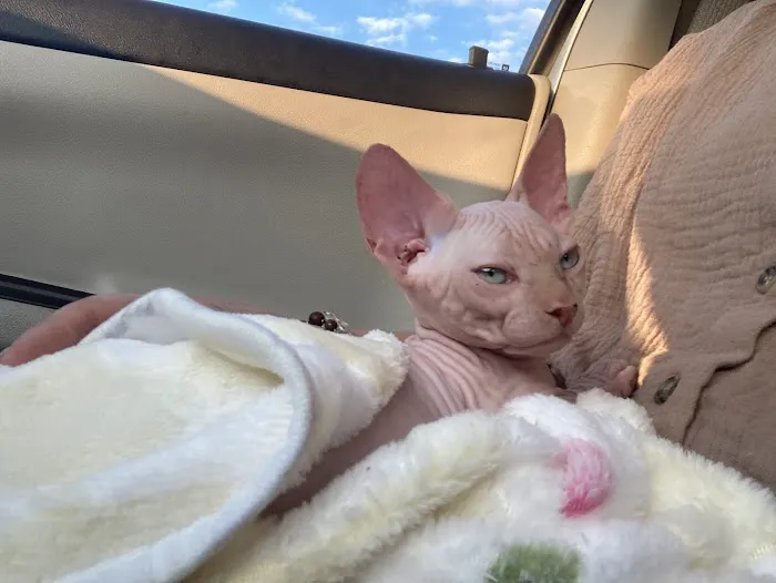 Duncan Sphynx Cattery Picture 2