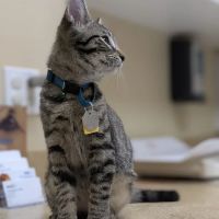 VCA Westerville East Animal Hospital ico