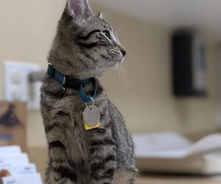 VCA Westerville East Animal Hospital