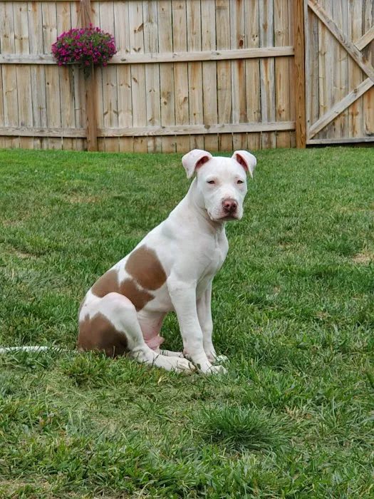 VCA Westerville East Animal Hospital Picture 8