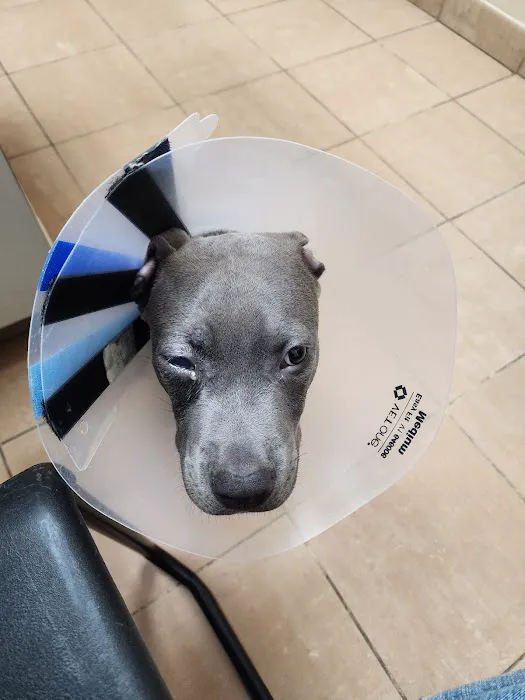 VCA Westerville East Animal Hospital Picture 6