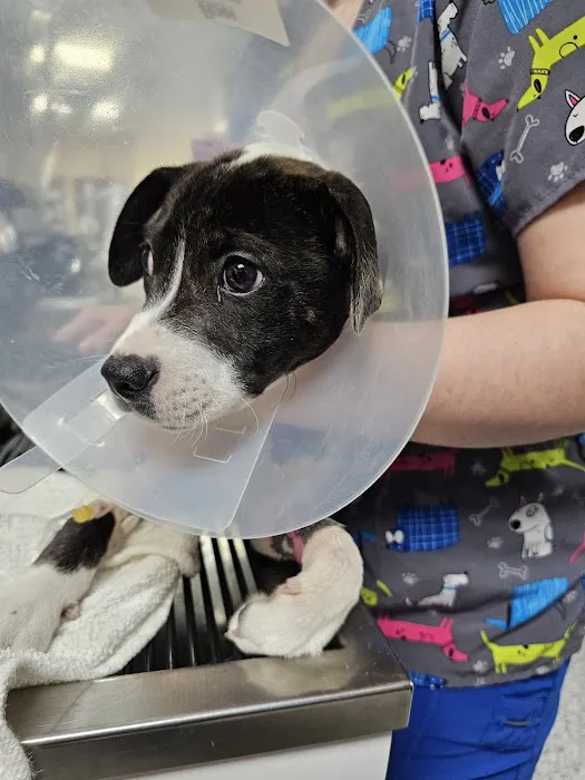 WestVets Emergency Veterinary Clinic Picture 2