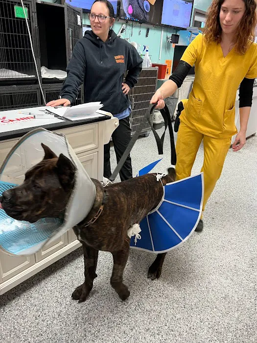 WestVets Emergency Veterinary Clinic Picture 7
