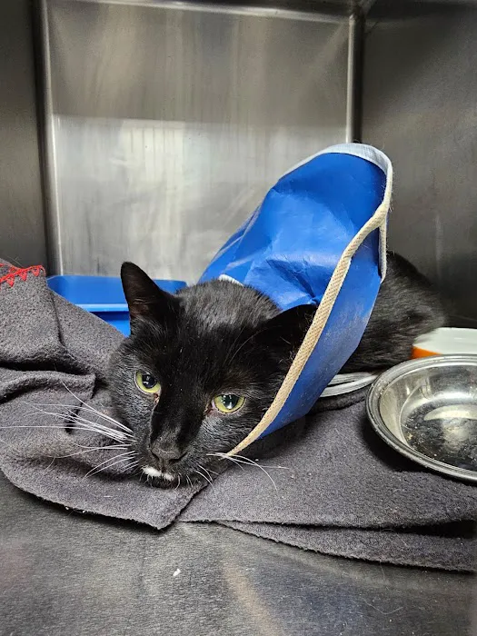 WestVets Emergency Veterinary Clinic Picture 4