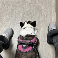 WestVets Emergency Veterinary Clinic ico