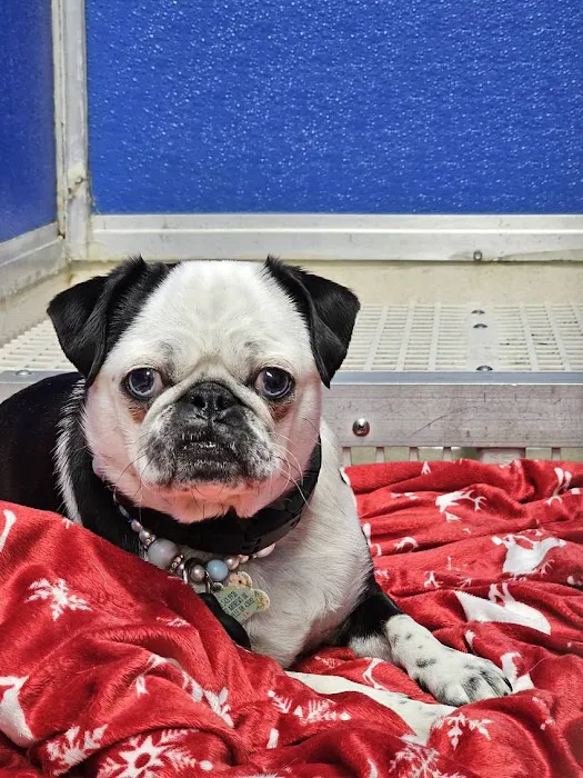 WestVets Emergency Veterinary Clinic Picture 8