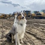 Galena Veterinary Care