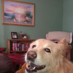 Sunbury Veterinary Clinic