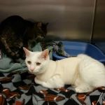 Big Walnut Animal Care Center