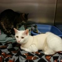 Big Walnut Animal Care Center ico