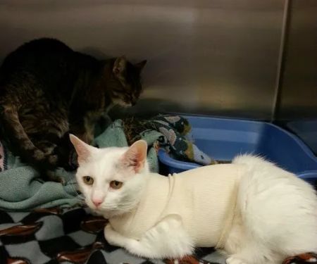 Big Walnut Animal Care Center