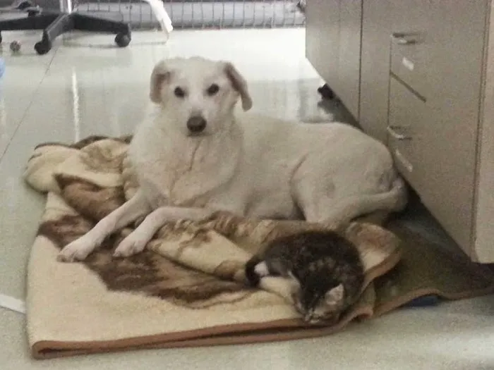 Big Walnut Animal Care Center Picture 2