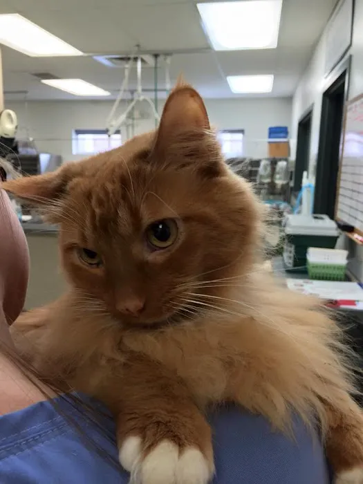 Big Walnut Animal Care Center Picture 5
