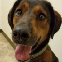 Nash Animal Hospital and Wellness Center ico