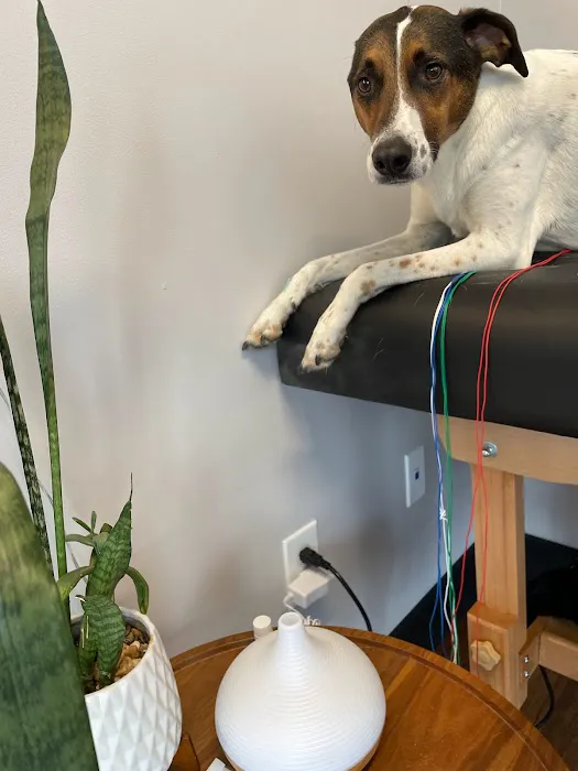 New Wave Integrative Veterinary Medicine Picture 7