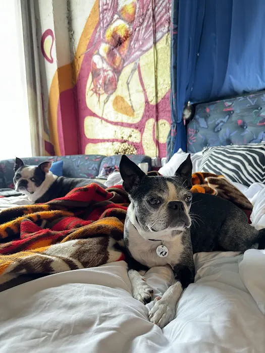 New Wave Integrative Veterinary Medicine Picture 1