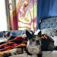New Wave Integrative Veterinary Medicine ico