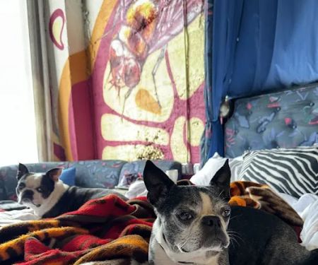 New Wave Integrative Veterinary Medicine