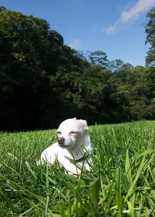 New Wave Integrative Veterinary Medicine Picture 9
