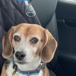 Banfield Pet Hospital