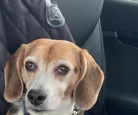 Banfield Pet Hospital