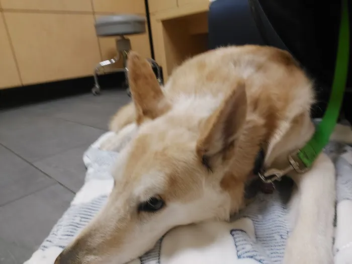 Banfield Pet Hospital Picture 7