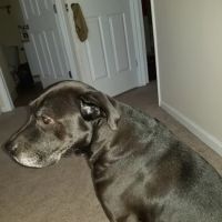 Cryan Veterinary Hospital ico