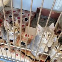 Annehurst Veterinary Hospital ico