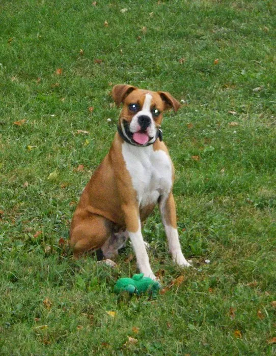 Annehurst Veterinary Hospital Picture 8