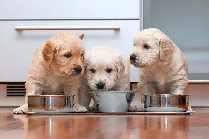 Annehurst Veterinary Hospital Picture 10