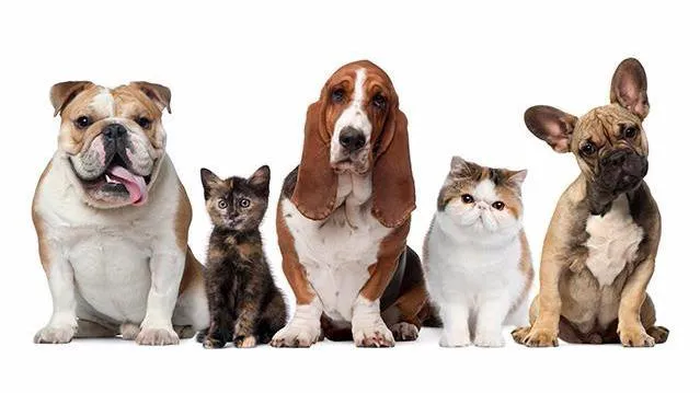 My Vet Animal Hospital Picture 3