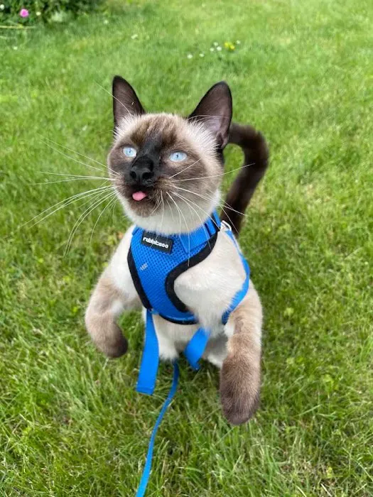My Vet Animal Hospital Picture 7
