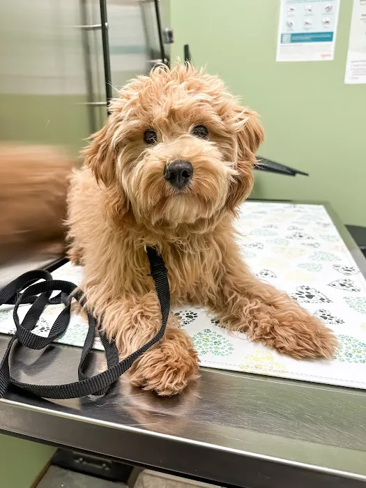 My Vet Animal Hospital Picture 1