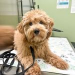 My Vet Animal Hospital