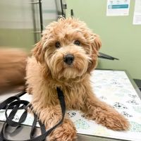 My Vet Animal Hospital ico