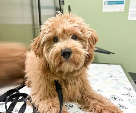 My Vet Animal Hospital