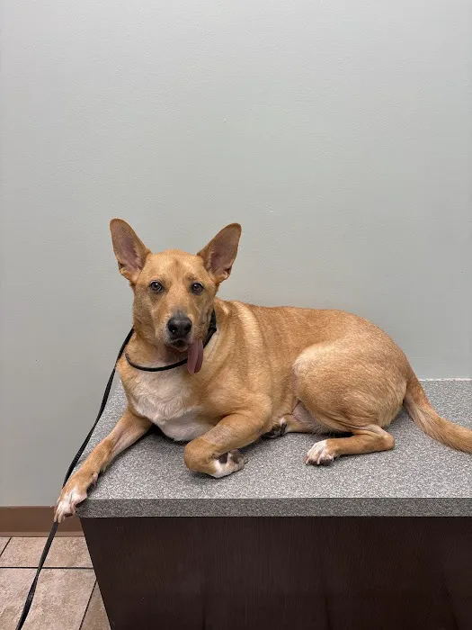 My Vet Animal Hospital Picture 10