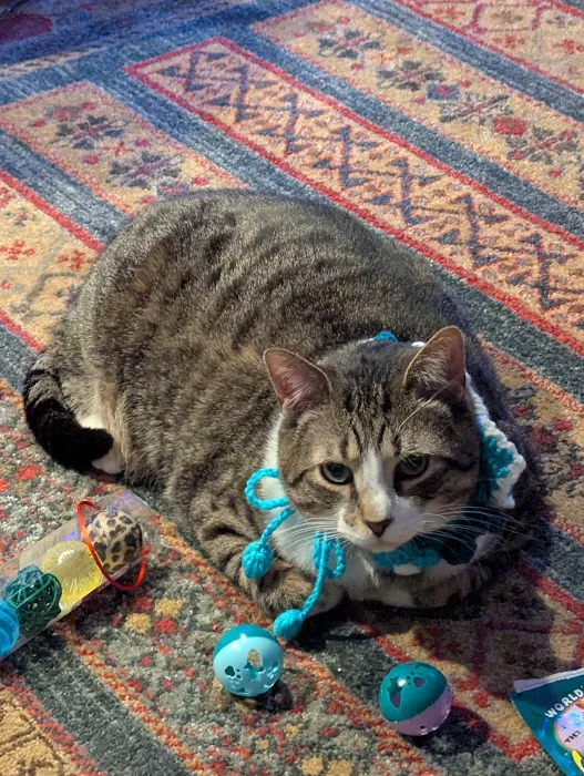 Cat Doctor Picture 4
