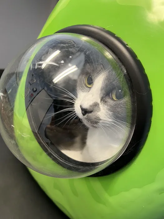 Cat Doctor Picture 7