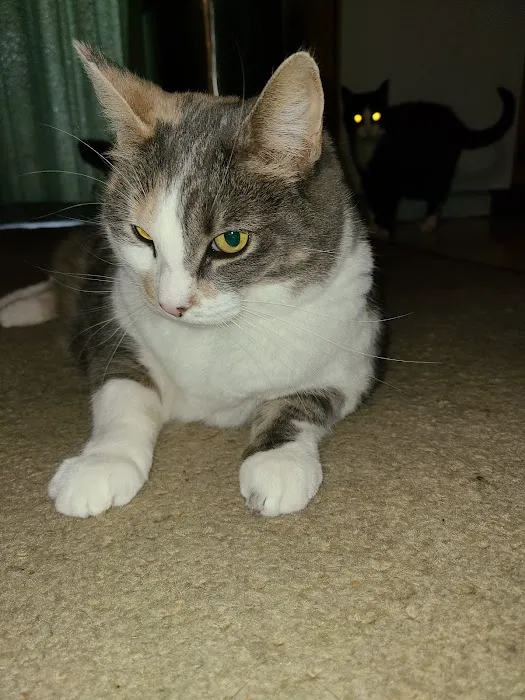 Cat Doctor Picture 1